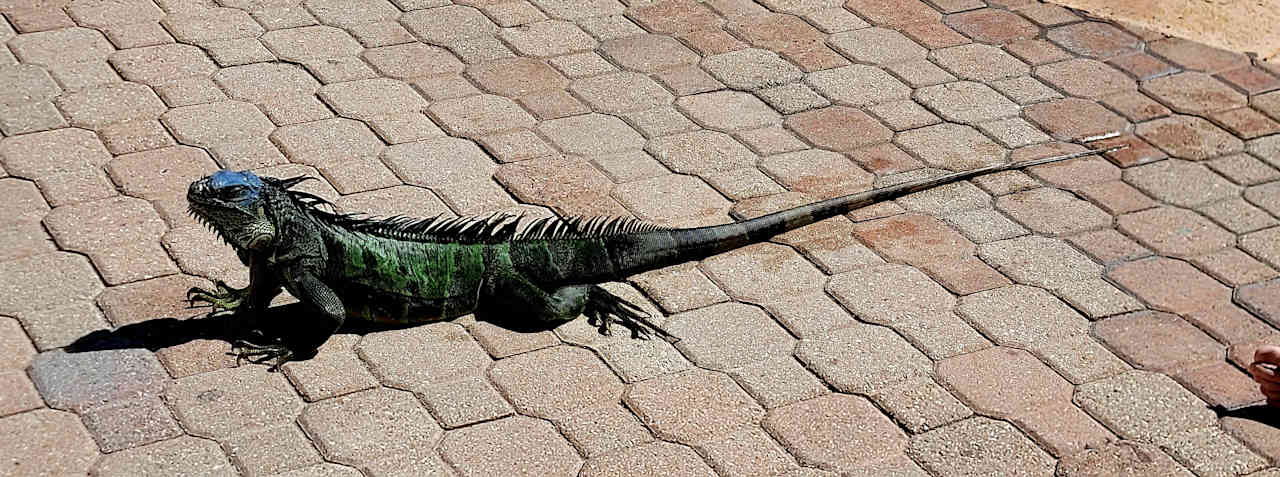 Gartenanlage Hotel Riu Plaza Miami Beach