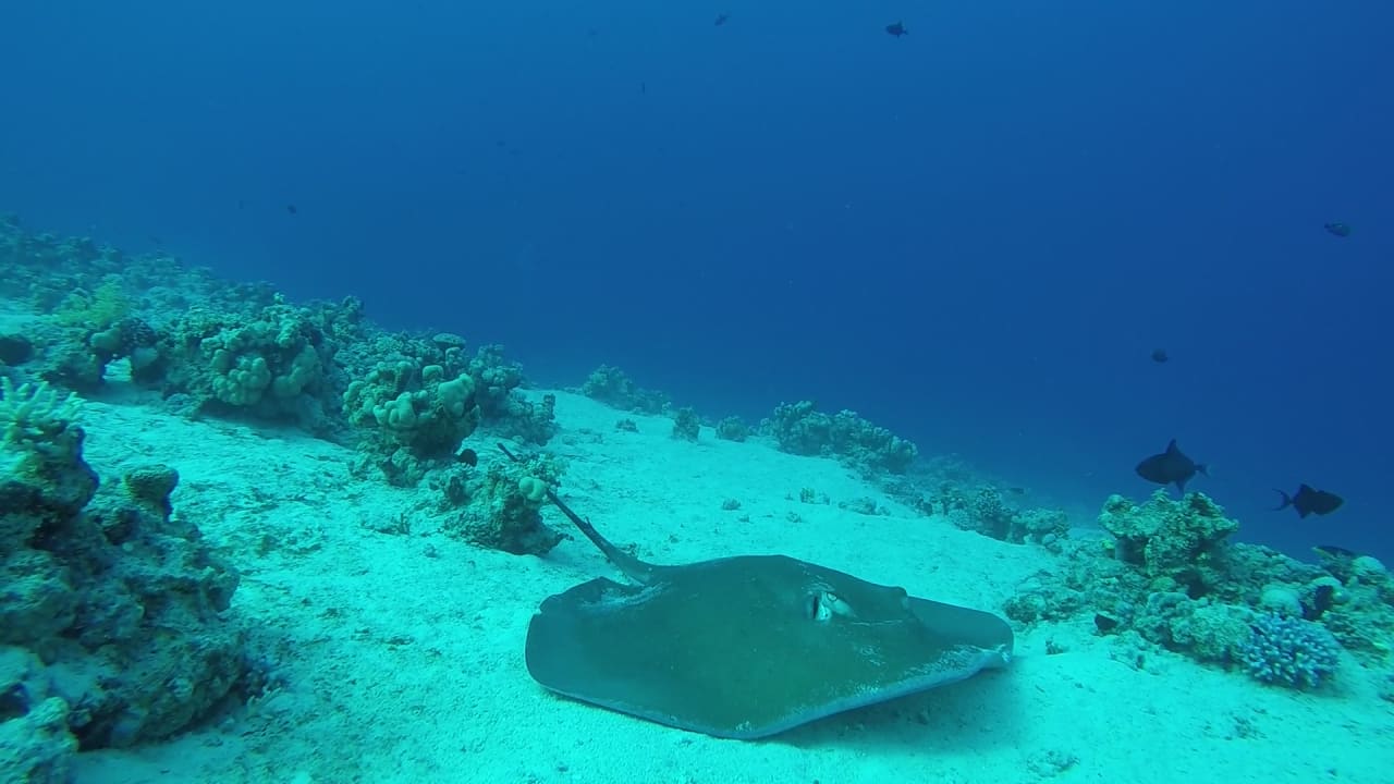 Sport & Freizeit Cleopatra Luxury Resort Makadi Bay