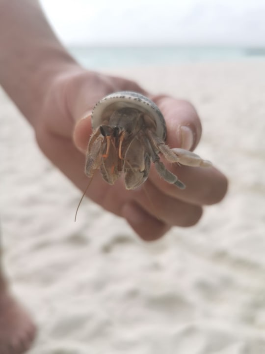 Strand Summer Island Maldives