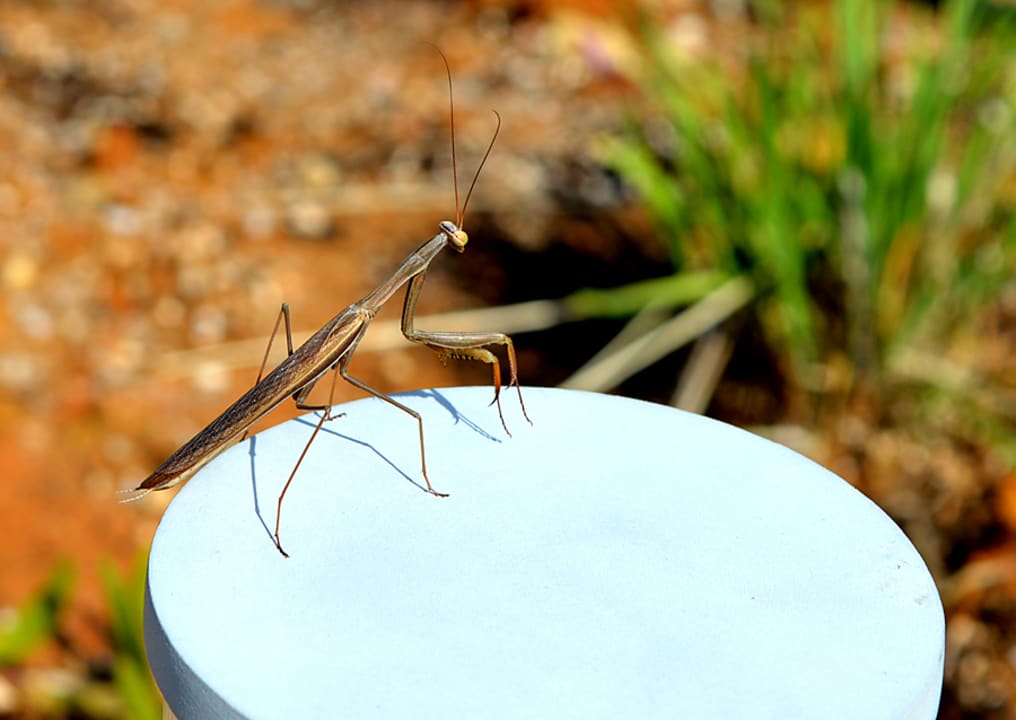 Gartenanlage Anemos Luxury Grand Resort