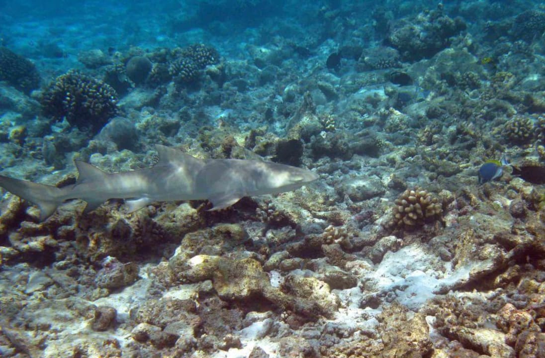 Hai am Riff NH Collection Maldives Reethi Resort