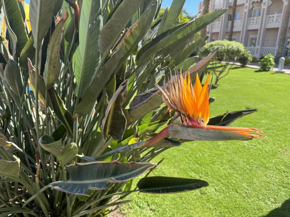 Gartenanlage Pickalbatros Palace Resort