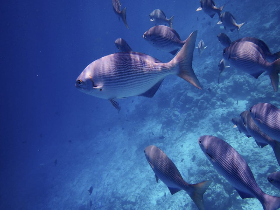 Unterwasserwelt Veligandu Maldives Resort Island