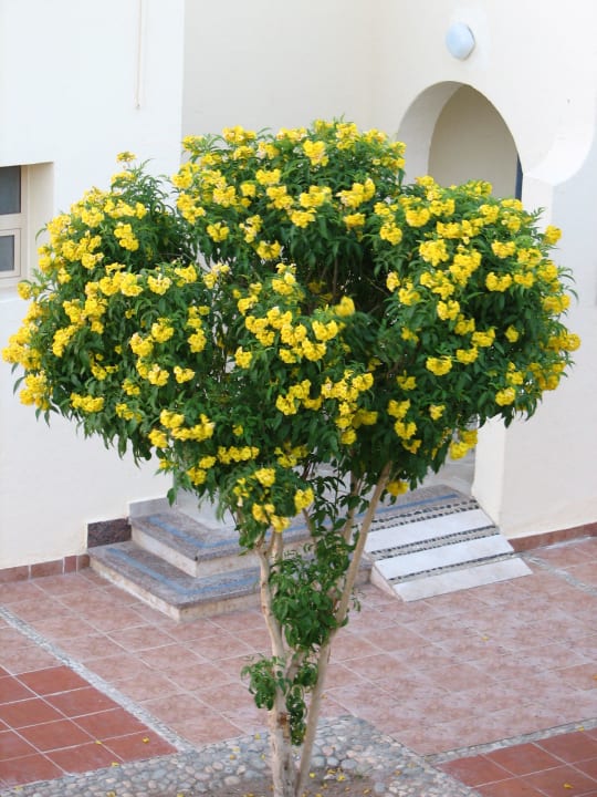 Beautiful blossoming SUNRISE Royal Makadi Resort