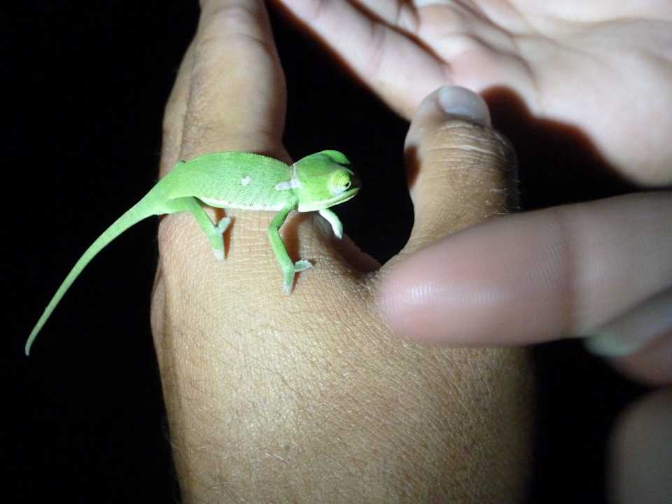 Safari Sabi Sabi Bush Lodge