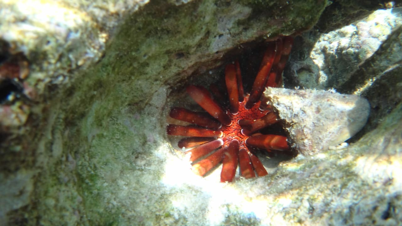 Sea ​​urchin NH Collection Maldives Reethi Resort