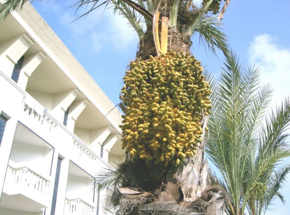 Dattelpalmen in der Anlage Hotel Medina Belisaire & Thalasso