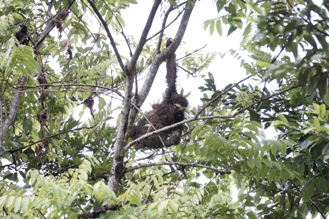 Ausblick La Loma Jungle Lodge