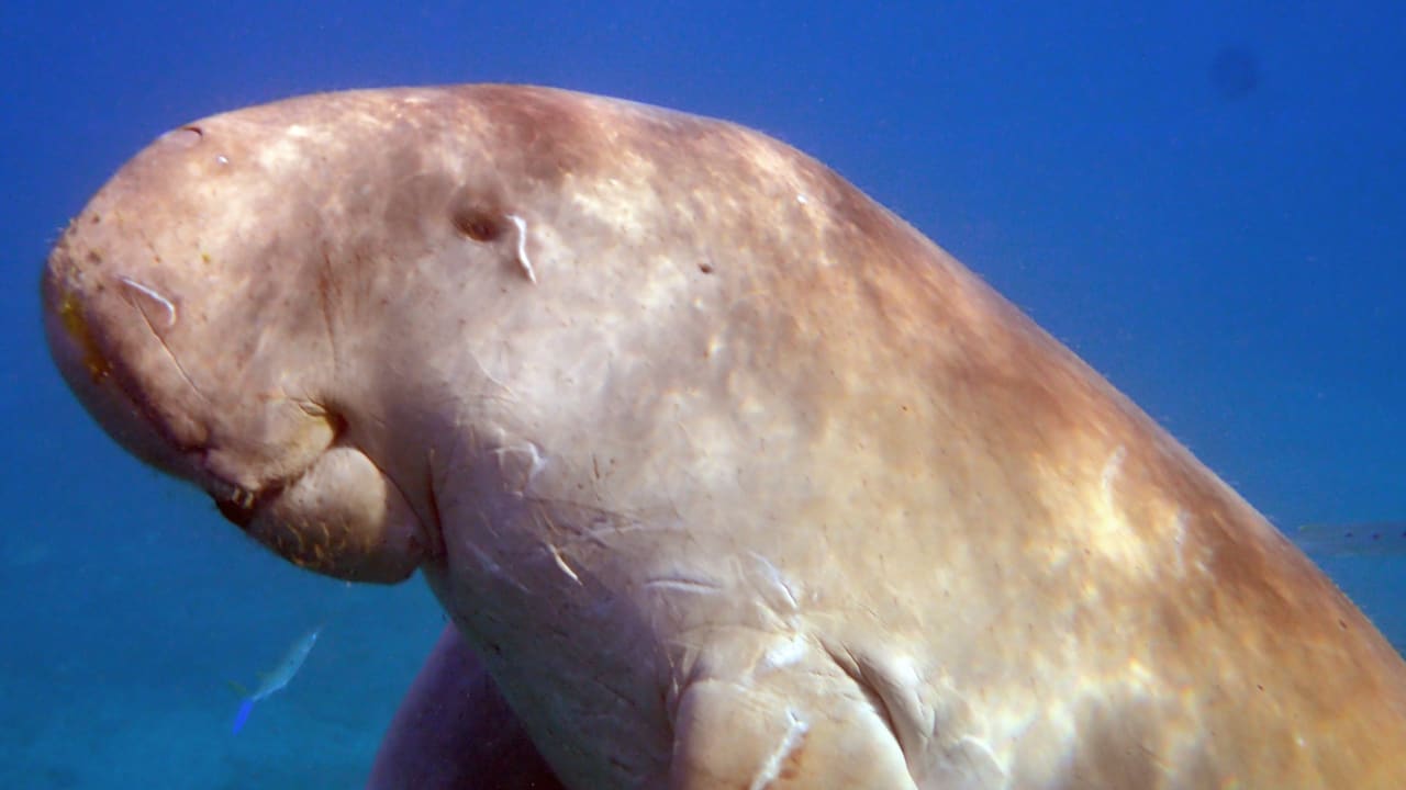 Strand Shams Alam Beach Resort