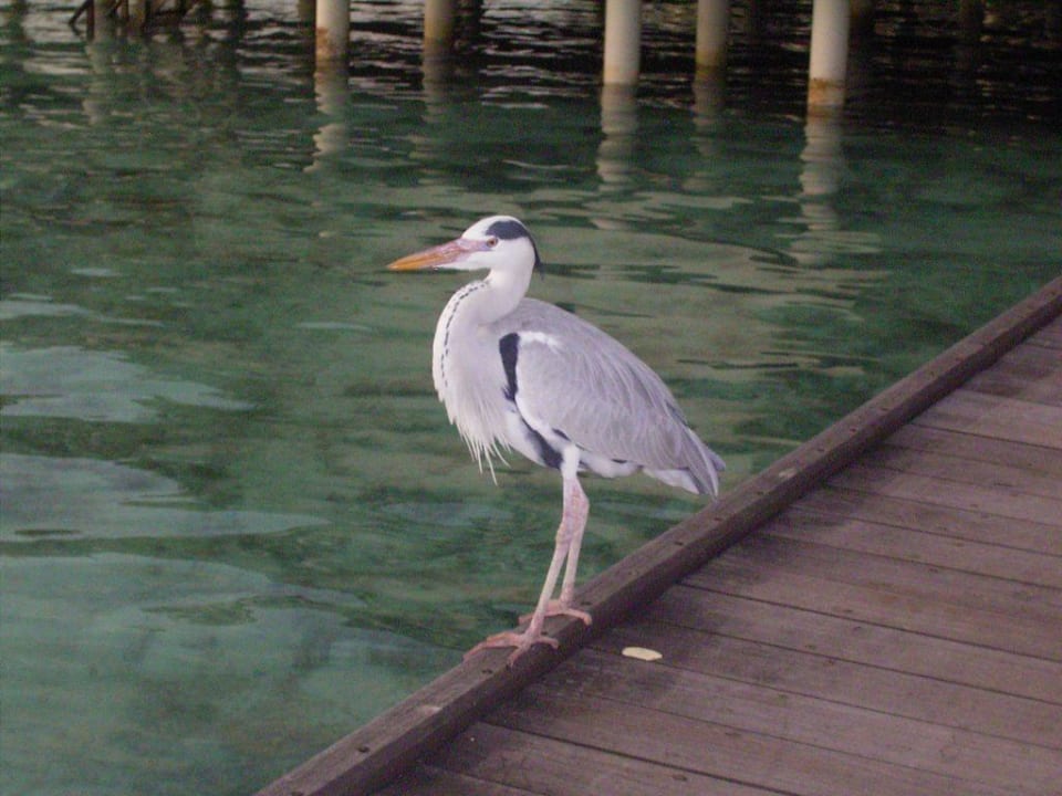 Fischreiher Villa Park Sun Island
