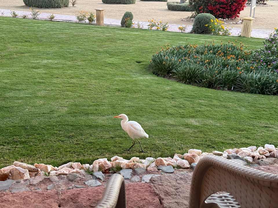 Gartenanlage Wadi Lahmy Azur Resort