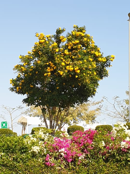 Gartenanlage Marina Resort Port Ghalib, a member of Radisson Individuals