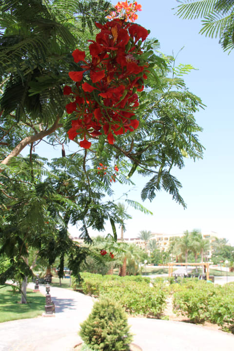 Schön Steigenberger ALDAU Beach Hotel