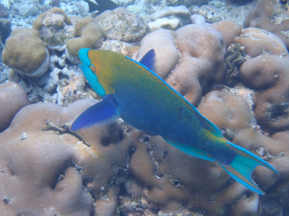 Sport & Freizeit Adaaran Select Meedhupparu Island Resort - Premium All Inclusive