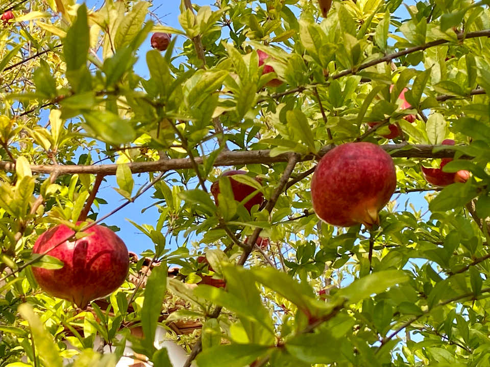 Gartenanlage Montana Pine Resort