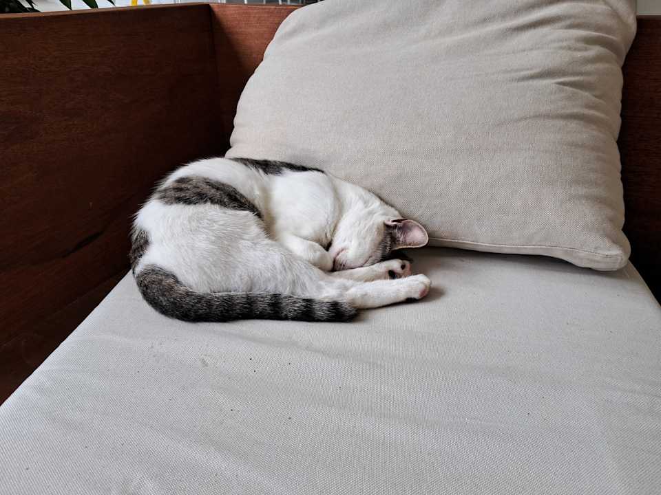 Zimmer Domes Aulūs Zante, Autograph Collection