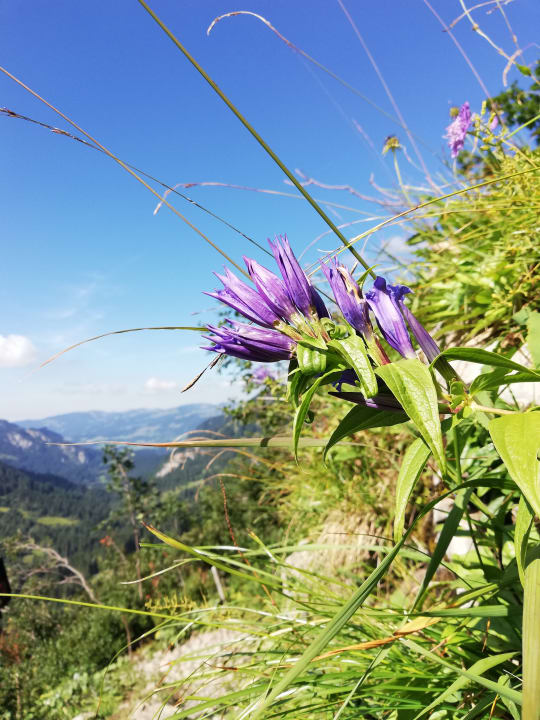 Gartenanlage OXA - Easy Escape & Wirtshaus