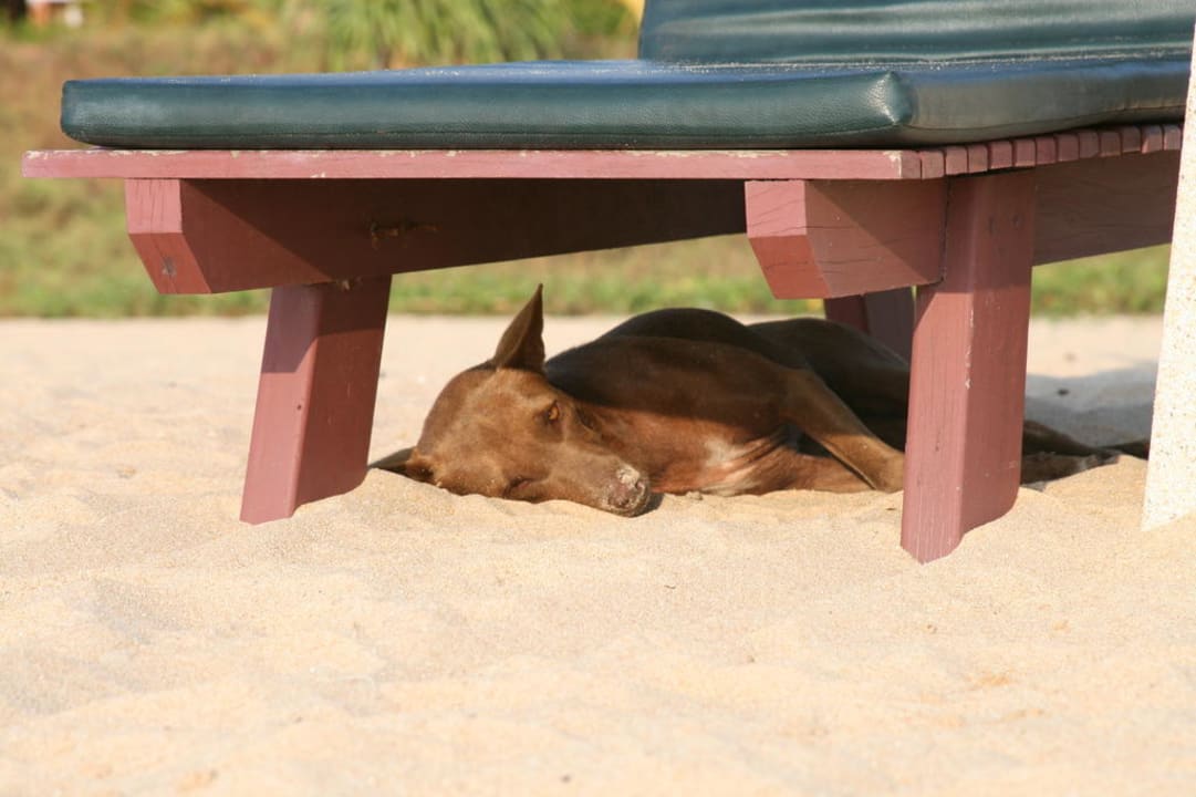 Hunde am Strand Khaolak Orchid Beach Resort