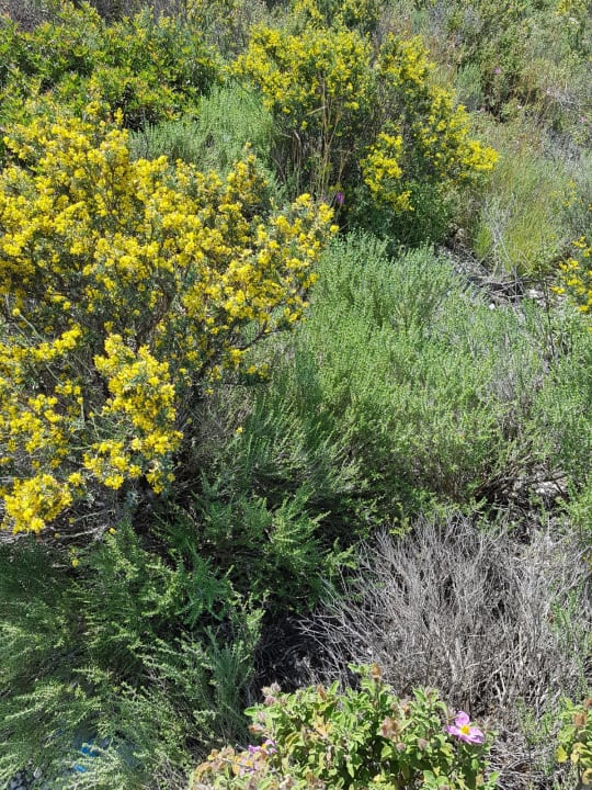 Gartenanlage Resort Zigana Alaçati