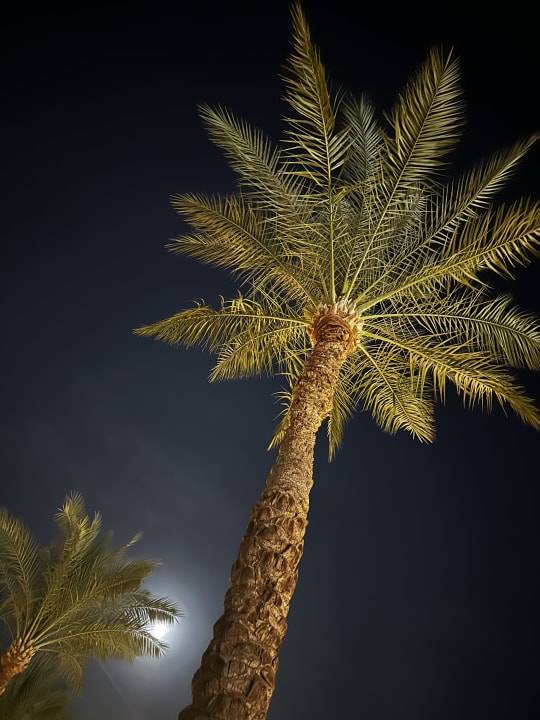 Sonstiges Pickalbatros Aqua Park Resort - Sharm El Sheikh