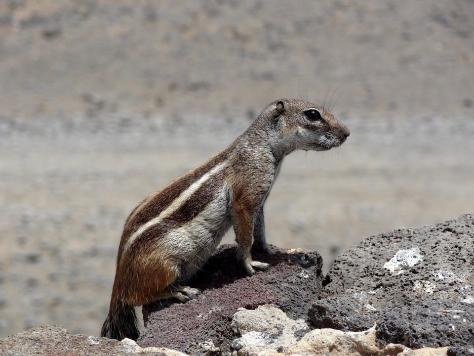 Zaungast auf dem Weg zum Strand. Club Jandia Princess