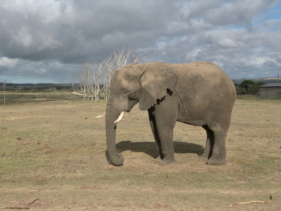 Sport & Freizeit Hotel Garden Route Game Lodge