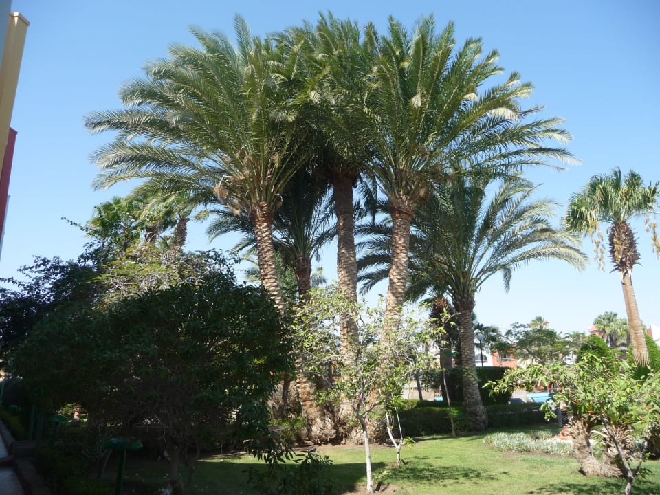 Große Palmen Arabia Azur Resort