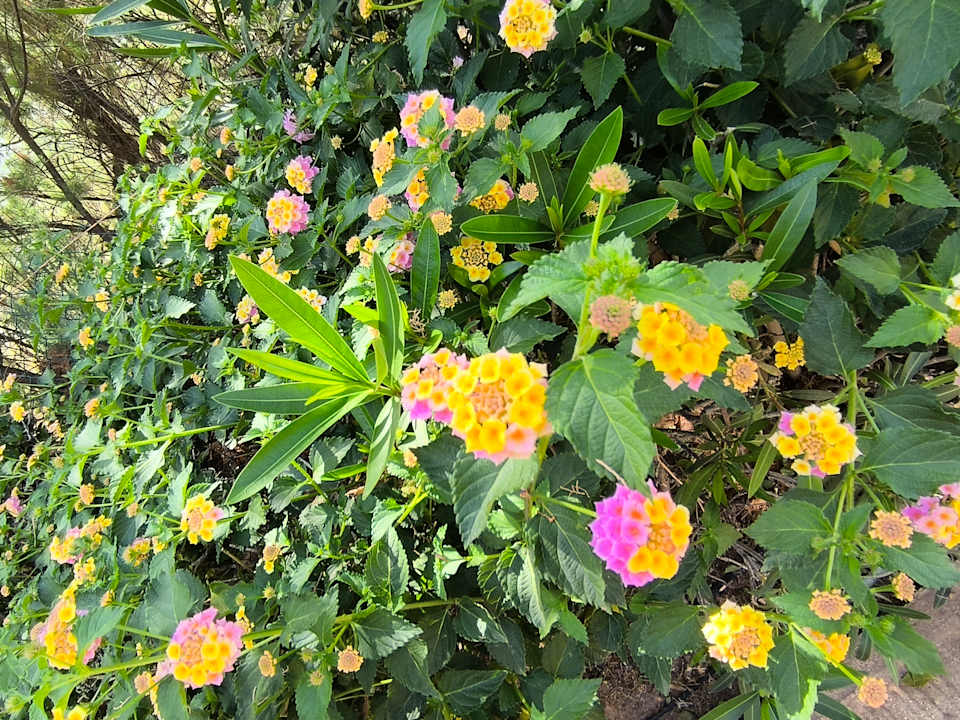 Gartenanlage allsun Hotel Malia Beach