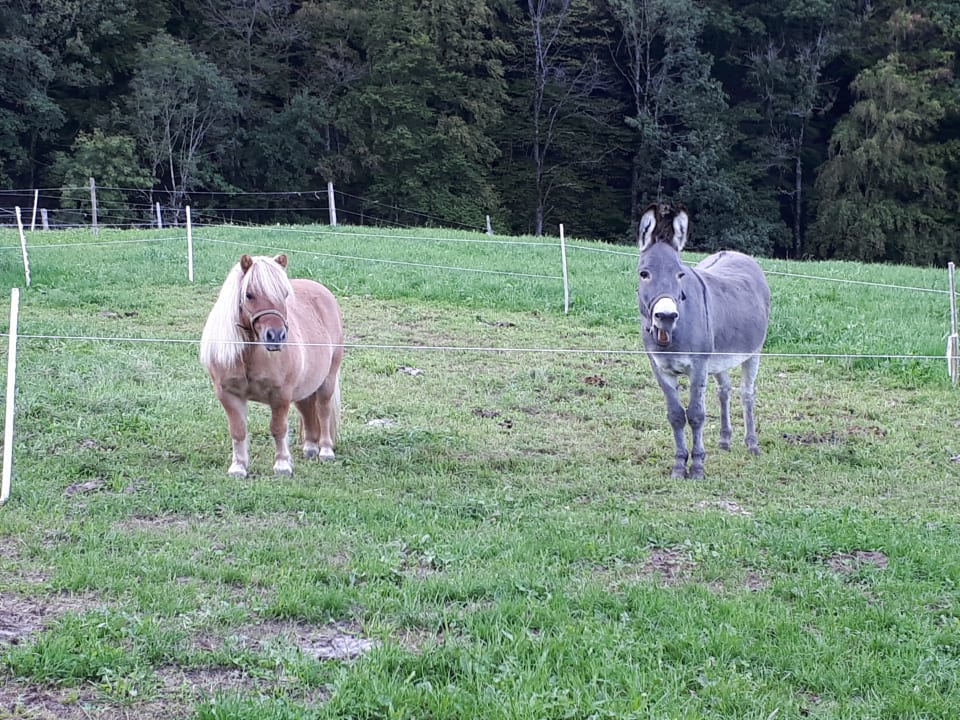 Sonstiges Bauernhof Bernhardenhof