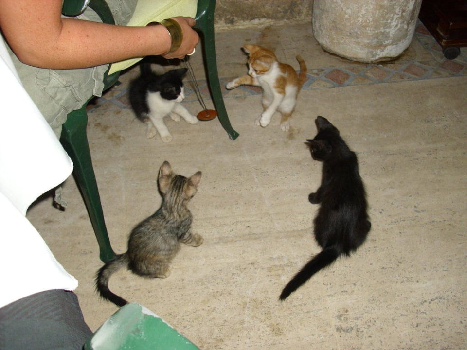 Katzenbabys Dogan Hotel by Prana Hotels & Resorts