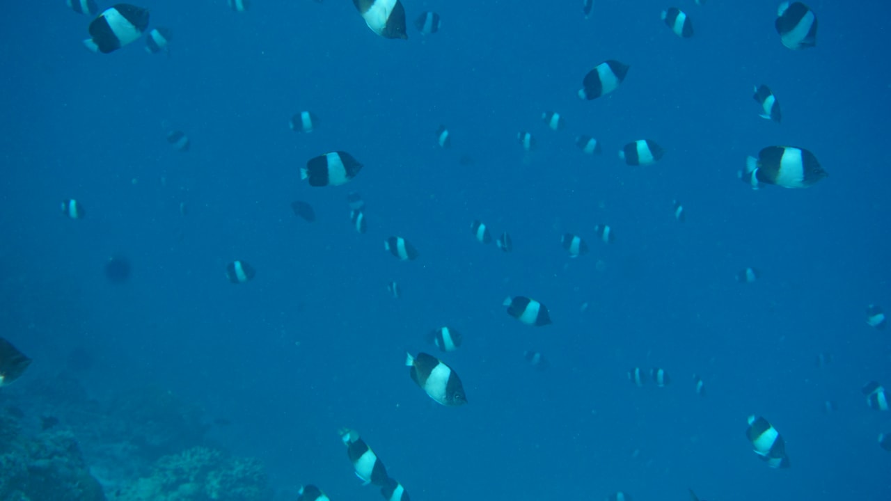 Sonstiges Vilamendhoo Island Resort & Spa