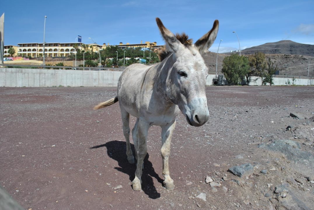 Freunde vor dem Hotel Iberostar Selection Fuerteventura Palace