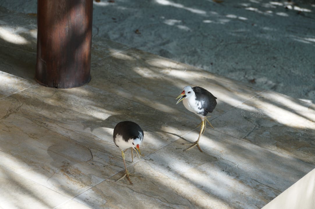 Sonstiges Summer Island Maldives