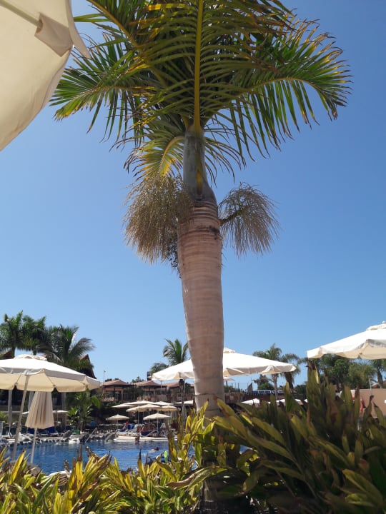 Pool allsun Hotel Esplendido