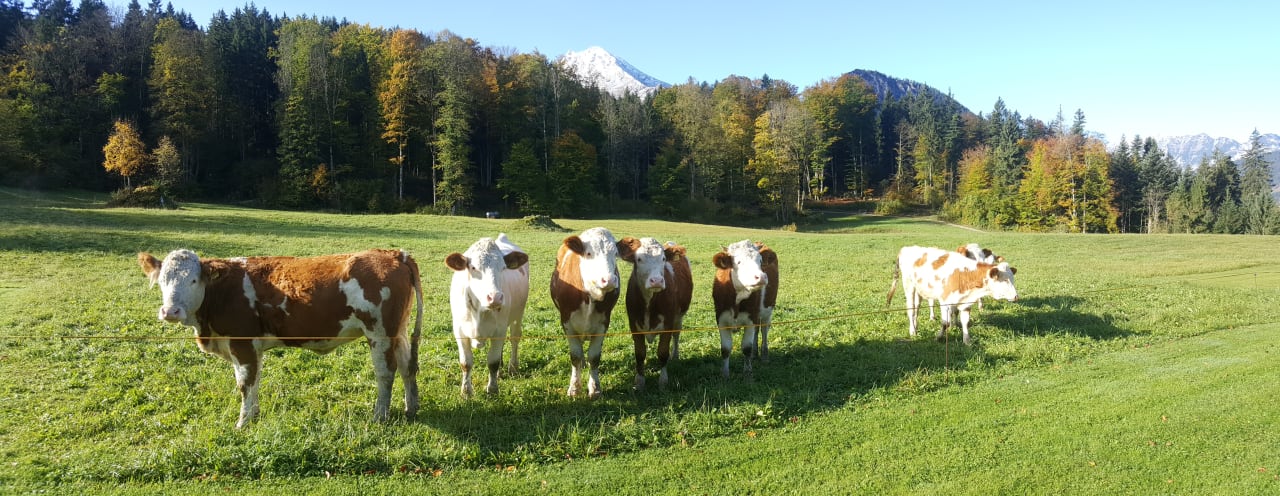 Sonstiges Alm- & Wellnesshotel Alpenhof
