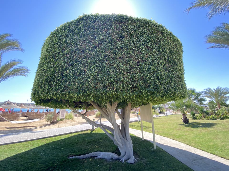 Gartenanlage Steigenberger Coraya Beach - Adults only