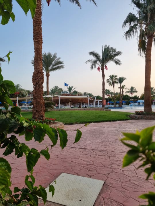 Gartenanlage Desert Rose