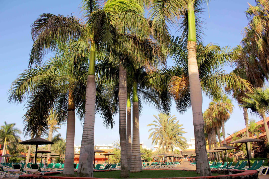 Gartenanlage Hotel Oasis Village
