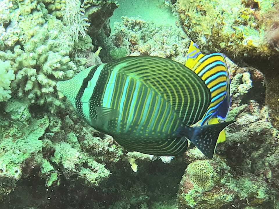 Strand Pickalbatros Oasis Hotel - Port Ghalib