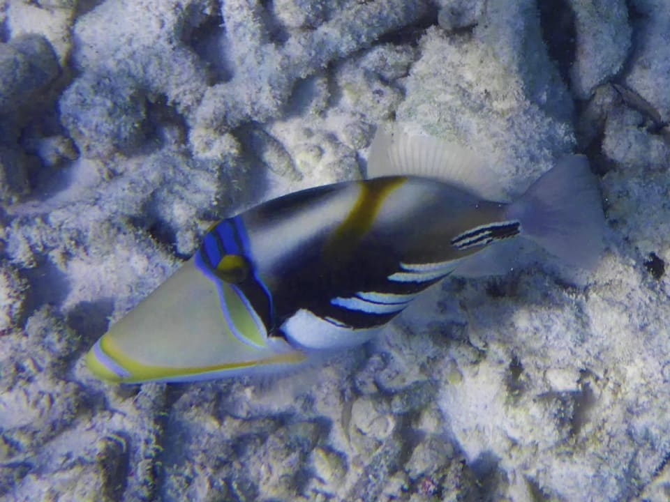 Picassodrückerfisch Kuramathi Maldives
