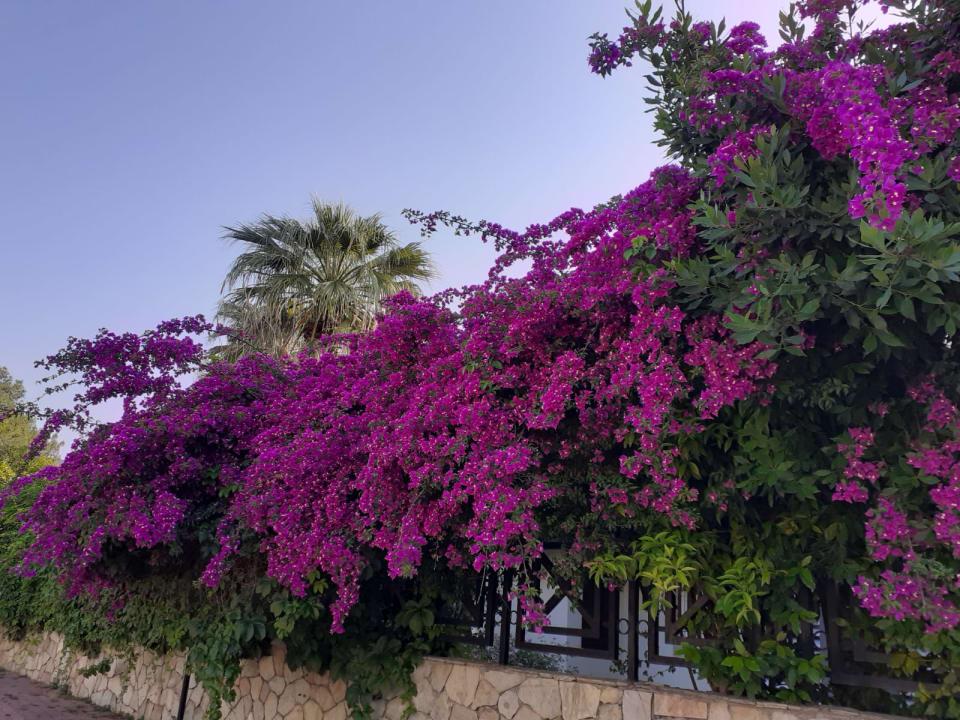 Gartenanlage Hotel Grand Ring