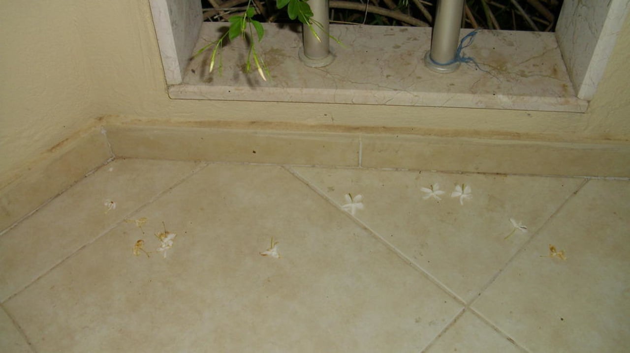 Blüten auf dem Balkon Hotel Orfeus Park