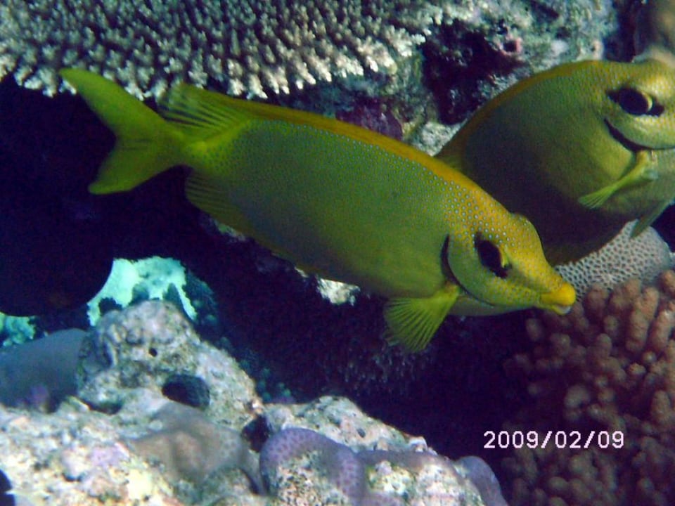 Kaninchenfische Adaaran Select Meedhupparu Island Resort - Premium All Inclusive