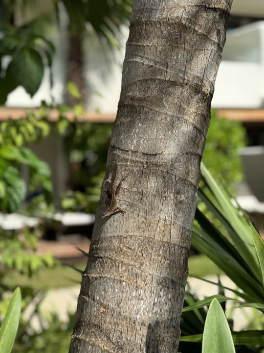 Gartenanlage Akumal Bay Beach & Wellness Resort