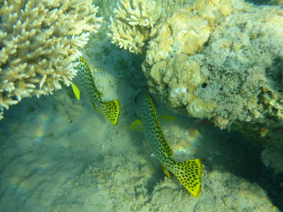 Strand Pickalbatros Alf Leila Wa Leila Resort - Neverland Hurghada
