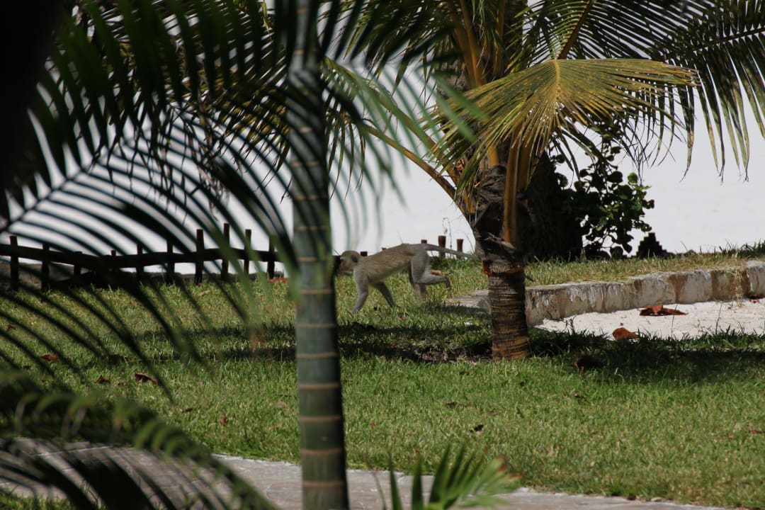 Immer für einen Streich gut Baobab Beach Resort & Spa