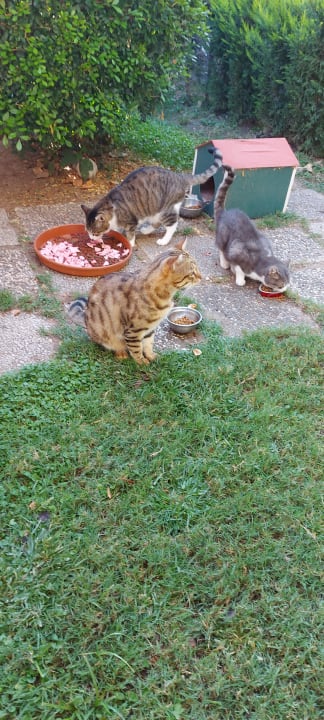 Sonstiges Side Star Elegance