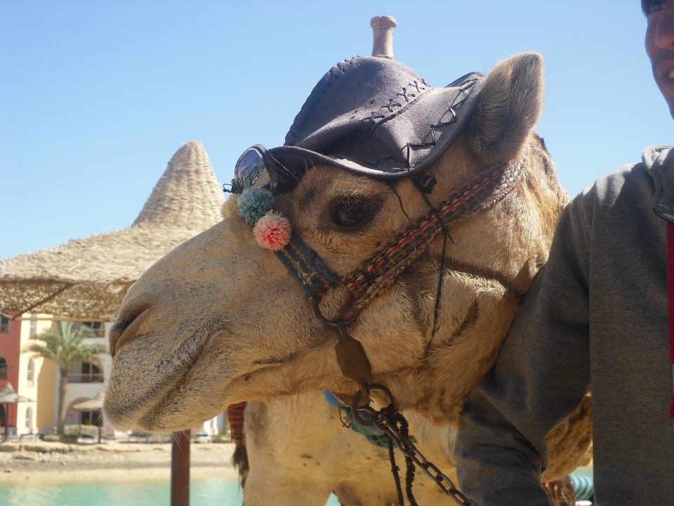 Hotelkamel Arabia Azur Resort