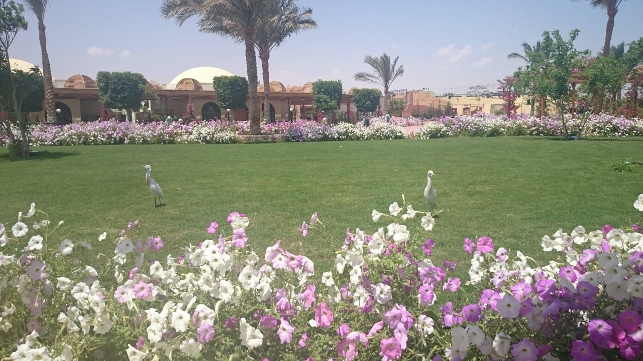 Sehr gepflegt Desert Rose