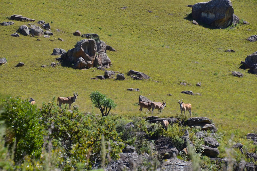 Elenantilopen Giants Castle Camp